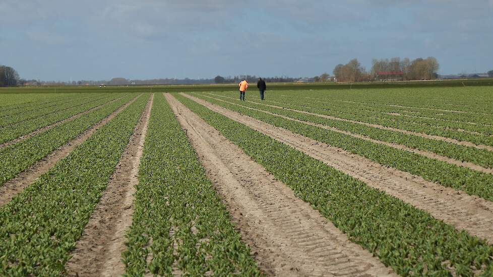 Karma heeft in de Flevopolders circa 40 hectare tulpen staan. Ze worden allemaal, meer of minder intensief, nagelopen. „Naar aanleiding van wat we tegenkomen bepalen we hoe vaak we terugkomen. Dat kan soms één keer per week zijn."