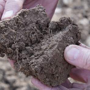 Een fijne sponzige structuur. De grond krijgt de beoordeling 'super'. Dankzij het mooie weer kwam de bewerking op een goed moment. Zwijnenburg: „De grond is prachtig en tegelijk kwetsbaar. Daarom geef ik op zo'n perceel de voorkeur aan bovenover ploegen.”