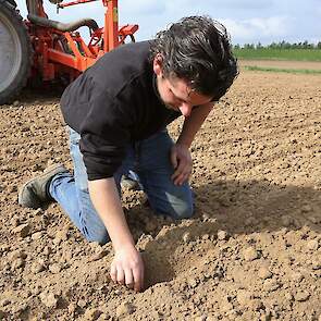 Het zaad wordt op 2 cm diepte gezaaid, tegen de vaste grond aan.