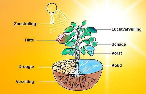 Abiotische stress