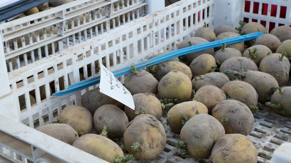 Kweken is vooruitzien: pas over een jaar of tien komt een mogelijk nieuw ras op de markt. „Wij hadden er voor gekozen met ons kweekwerk in te zetten op andere markten, zoals India, waar veel minder gewasbeschermingsmiddelen worden gebruikt. Nederland zet