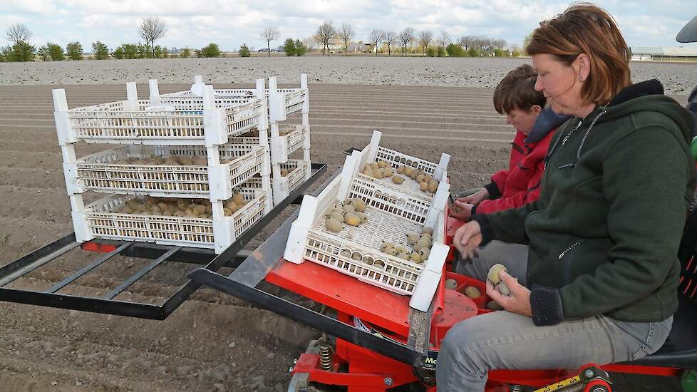 De stammen zijn in één dag gepoot. Naast de stammen teelt Scholtens nog circa 21 hectare pootgoed. Het poten hiervan is bijna klaar.