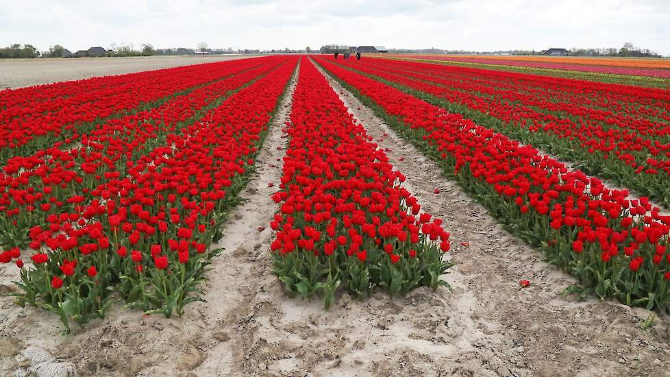 De planten die met het virus besmet zijn worden behandeld met een drupje glyfosaat.