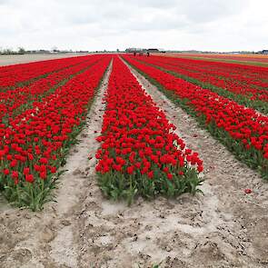 De planten die met het virus besmet zijn worden behandeld met een drupje glyfosaat.