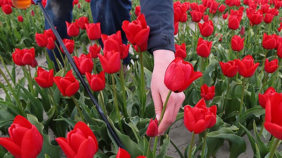 Op dit moment is het topdrukte omdat de tulpen in bloei staan. Sommigen laten duidelijk zien dat ze het virus bij zich dragen.