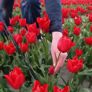 Op dit moment is het topdrukte omdat de tulpen in bloei staan. Sommigen laten duidelijk zien dat ze het virus bij zich dragen.