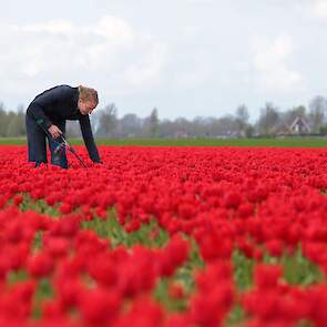 De bloemen worden gecontroleerd of ze virussen bevatten. In de meeste gevallen gaat dat om het virus TBV, nu wordt er gecontroleerd op het virus TVX.