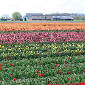 Het is afhankelijk van het soort bollen hoe vaak er gecontroleerd moet worden. Sommige soorten worden maar één of twee keer gecontroleerd, anderen wel vijf keer.