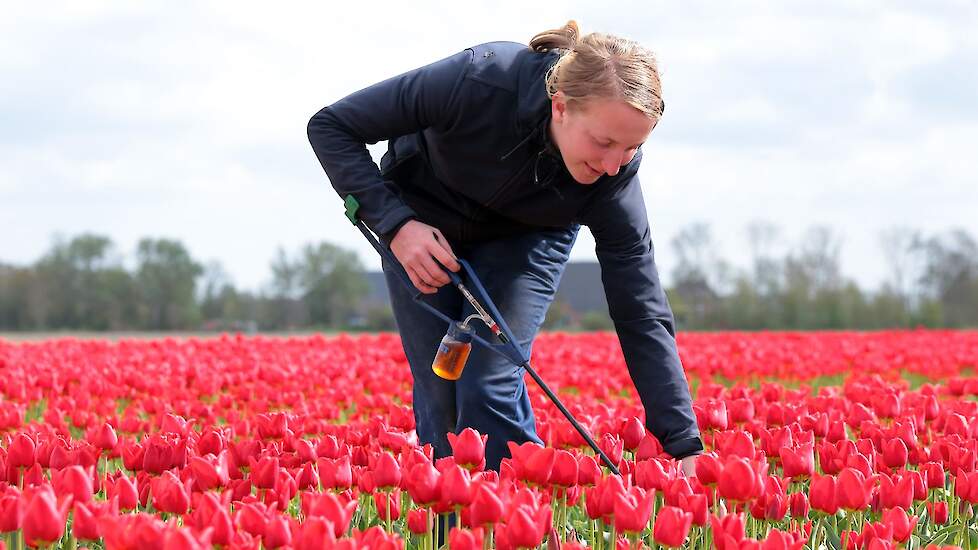 Hoewel het controleren nu nog handmatig moet gebeuren, is er hoop voor de toekomst. Er zijn ontwikkelingen op het gebied van een robot, maar dat staat nu nog in de kinderschoenen.