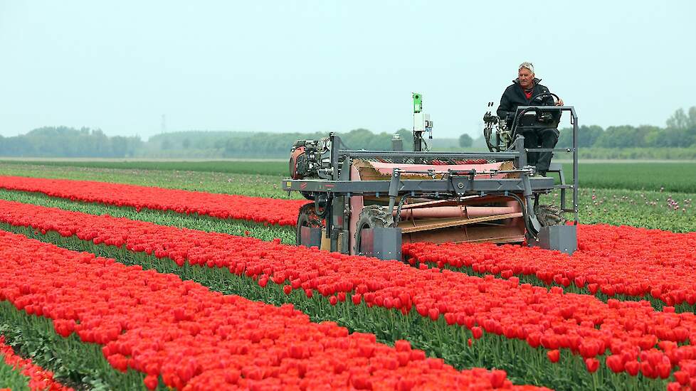 Vader Koos is al met pensioen, maar helpt zijn zoon nog graag op het tulpenbedrijf. „Hij vindt het een mooi klusje, en ik ben blij dat hij het wil doen. We zijn in deze periode binnen druk met de bloemen en buiten druk met de teelt en selectie.”