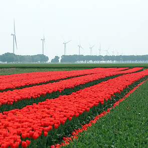 Niels Kreuk teelt 27 hectare met 17 verschillende cultivars tulpen voor de eigen broeierij. Hier kopt hij de cultivar Ben Fire. Deze zijn geteeld op een perceel bij Zeewolde. „We draaien al 22 jaar mee in het bouwplan van deze akkerbouwer. En daar zijn we