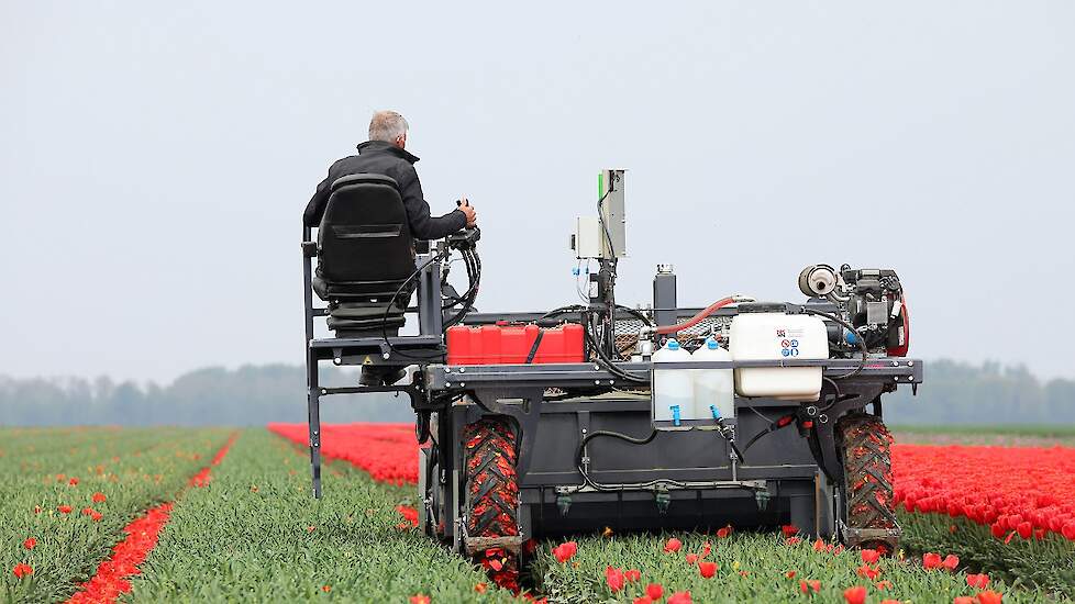 Het koppen gebeurt met een nieuwe Pink Innovation met benzinemotor. De kopmachine is voorzien van een spuit met LVS-techniek, waarmee het middel met lage watervolumes driftarm over het gewas wordt verneveld. „We kunnen nu volstaan met 10 liter per hectare