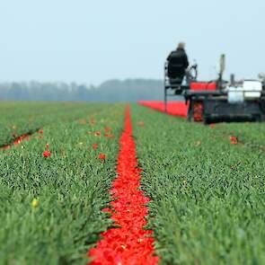 Het koppen is bijna halverwege. „We koppen alles twee keer, omdat niet alles er in één ronde af gaat. Nog één cultivar die we voor de eerste keer moeten koppen, de rest moet nog voor de tweede keer.”