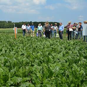 Cercospora en stemphylium zijn de belangrijkste schimmels in de bietenteelt in Nederland. Om deze ziektes de baas te blijven is het belangrijk om op tijd te spuiten en op tijd te herhalen, stelt Cosun op het bietenplein. Een hoge bladgezondheid geeft een