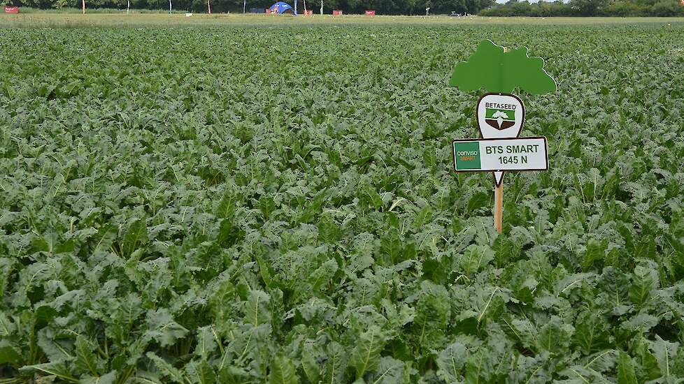 Steeds meer zaadbedrijven ontwikkelen rassen met de herbicideresistentie Conviso Smart. Op het bietenplein laten Betaseed en KWS hun Conviso-rassen zien. Deze rassen zijn vooral geschikt voor percelen met een zeer hoge onkruiddruk. De opbrengsten blijven