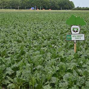 Steeds meer zaadbedrijven ontwikkelen rassen met de herbicideresistentie Conviso Smart. Op het bietenplein laten Betaseed en KWS hun Conviso-rassen zien. Deze rassen zijn vooral geschikt voor percelen met een zeer hoge onkruiddruk. De opbrengsten blijven