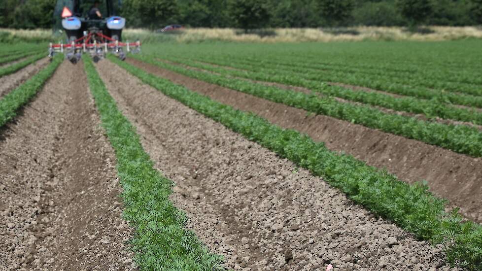 Bio Boerma heeft veel Roemeense seizoenarbeiders in dienst om het werk rond te zetten. Atilla werkt al meerdere jaren op het biologische bedrijf. Afhankelijk van de periode van het jaar zijn er tussen de 5 en 26 personen dagelijks aan het werk op de boerd