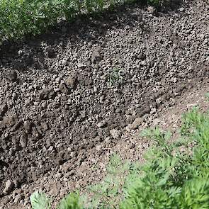 De peen is vrij schoon. Dat is volgens Boerma mede te danken aan de latere zaai. „Vanwege de droogte heb ik dit jaar later gezaaid. Dat heeft goed uitgepakt.” Het gewas staat er volgens hem goed bij.