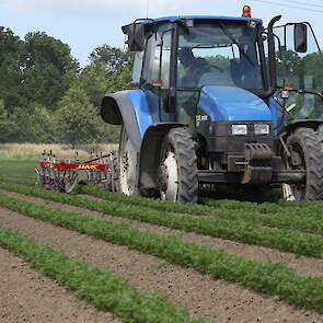 Bio Boerma beslaat 370 hectare, waarvan 78 hectare peen. Het bouwplan bestaat daarnaast uit onder meer haver, zomertarwe, spinazie, suikerbonen, uien en erwten.