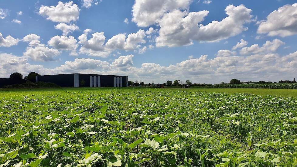 Demoveld DSV zaden Nederland met op de achtergrond het nieuwe magazijn.