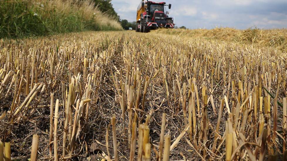 Het bedrijf telt in totaal 100 hectare grond. Voor de wintergerst is daar 11 hectare in gebruik. De opbrengst  per hectare is dit jaar 8 ton, het hectolitergewicht van de gerst is 64 kilo.