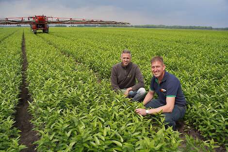 Sander Veldboer (links) heeft een bloembollenbedrijf in Wilbertoord (N-Br.). Hij teelt ca. 60 hectare lelie, 5 hectare tulp en 10 hectare snijpioen. Marco Oostdam (rechts) is teeltadviseur bloembollen bij Agroburen BV.