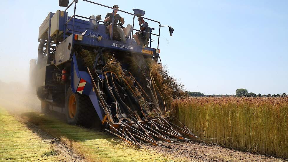 Van Herk teelt voor het derde jaar vlas. Hij doet dit in combinatie met collega-telers in de vlaskern Rhoon.