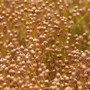 In Nederland staat in totaal 2.000 tot 2.500 hectare vlas. Circa een derde hiervan wordt geteeld in opdracht van Van de Bilt zaden en vlas.