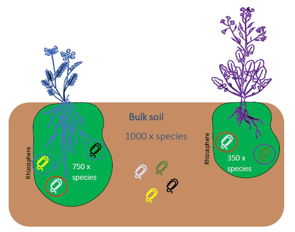 Microbiële activiteit in de rhizosfeer