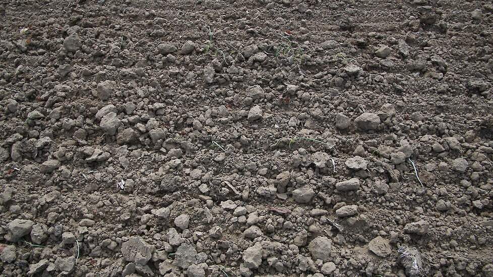 Na het wiedeggen is te zien dat deze bewerking de grond vrij intensief raakt. Biologische telers passen de techniek veelvuldig toe, maar ook steeds meer gangbare telers kiezen voor de eg.