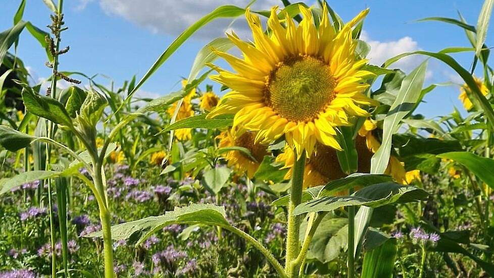 Dsv Zaden Fotoserie Groenbemestermengsels Slagen Altijd Akkerwijzer Nl Nieuws En Kennis