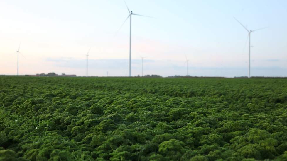 Peterselie wordt in Nederland vooral geteeld in Flevoland en West-Brabant. In Nederland wordt 170 hectare peterselie geteeld, waarvan 120 hectare in Flevoland.