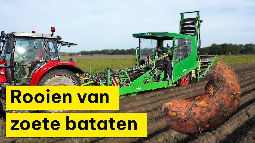 Zoete bataten rooien met een speciaal ontwikkelde machine