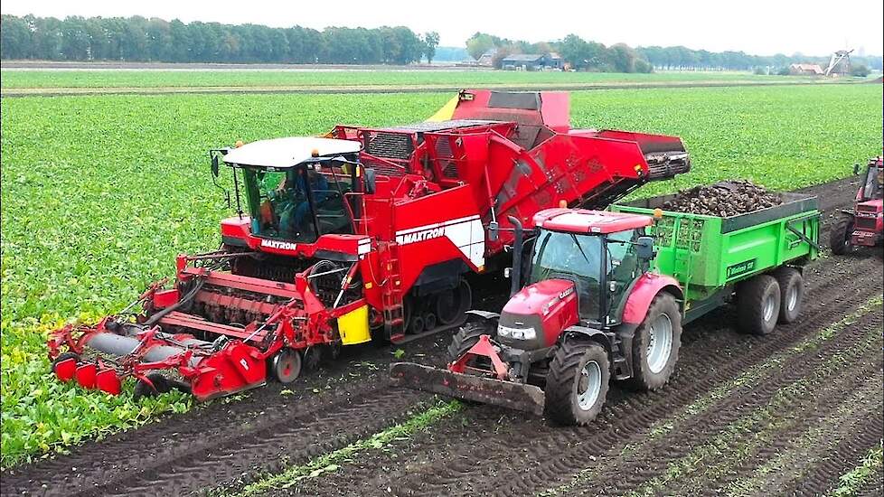 Bieten oogst met Grimme Maxtron 620 voor Hoiting Agro B.V.