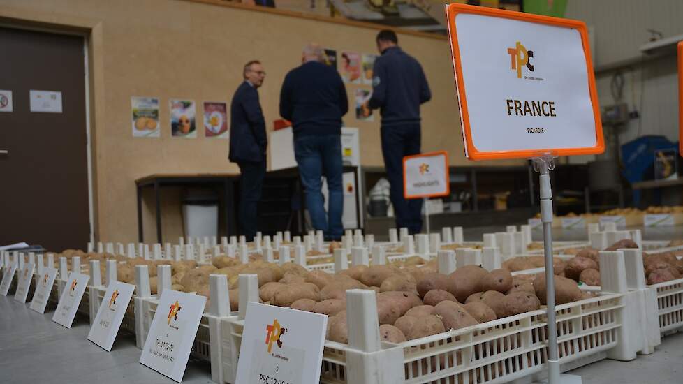 TPC heeft een aantal rassen in de schijnwerpers gezet, de highlights van het kweekwerk, zegt Jos Bus. „Deze rassen hebben de afgelopen jaren goed gepresteerd, onder meer op droogtetolerantie en huidkwaliteit.”