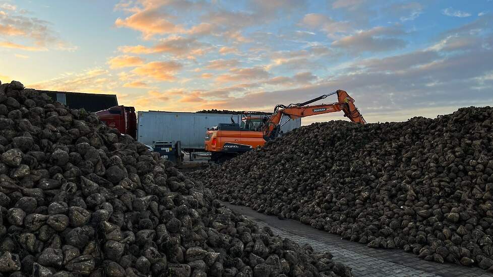 Eggens schat de netto-opbrengst op een kleine 80 ton per hectare. Dat is minder dan hij gewend is. „We hadden in het voorjaar wat opkomstproblemen. Die plekken zag je bij het rooien direct terug.” De akkerbouwer heeft zijn bieten dit jaar niet beregend. „