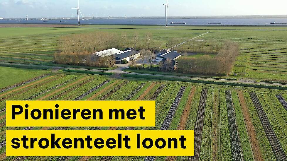 Pionieren met strokenteelt loont