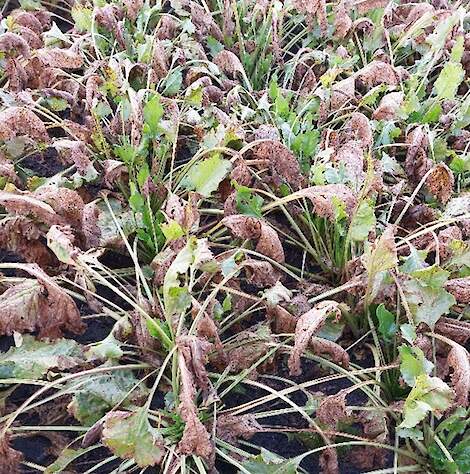 Bietengewas met zware aantasting Cercospora beticola