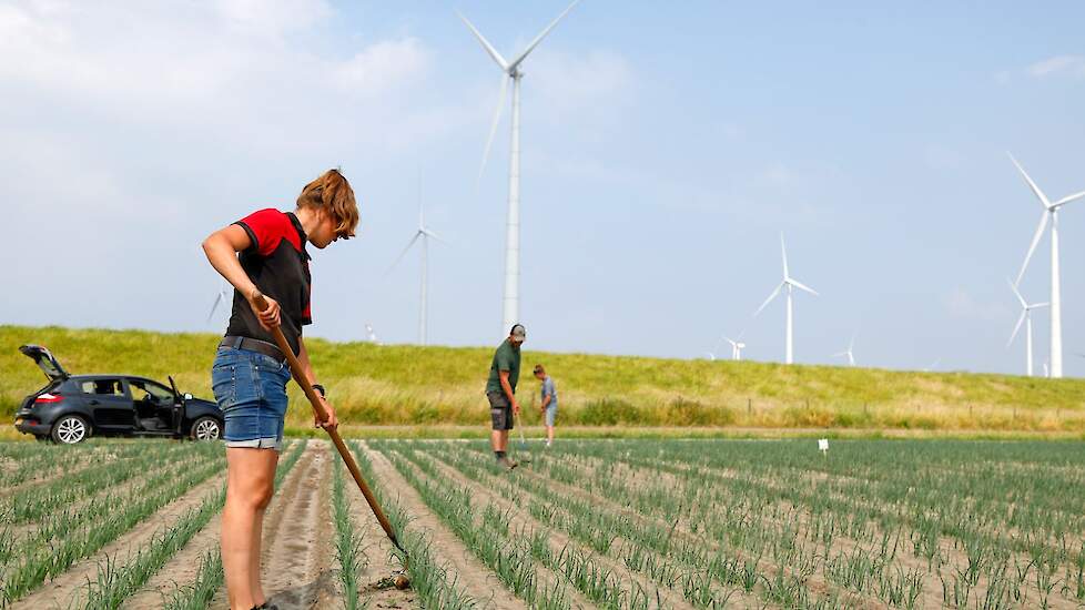 JJeroen boert in maatschap met zijn ouders in het nabij gelegen Oosternieland. Zijn zussen werken ook op het bedrijf, maar zitten niet in de maatschap. De akkerbouwers telen in totaal 13 hectare uien. Dit is het derde jaar dat ze uien telen. De uien worde