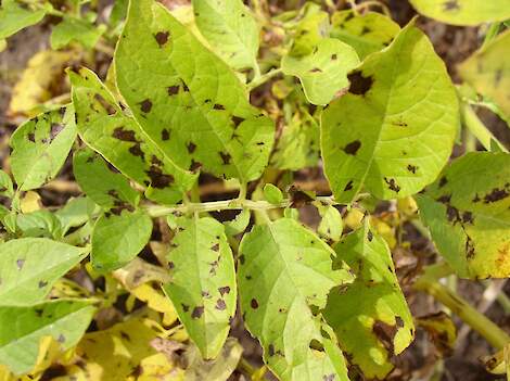 Aardappelgewas met alternaria besmetting