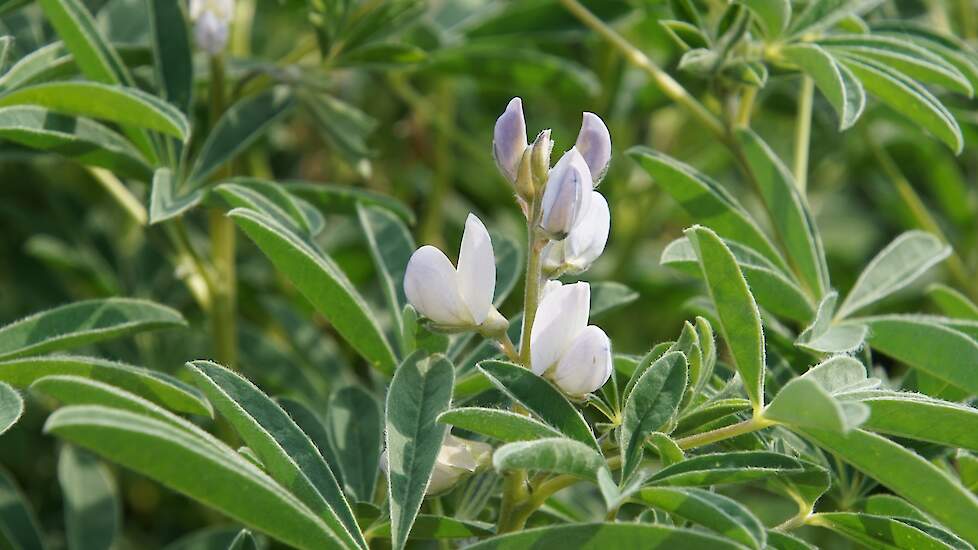 Lupine bloem