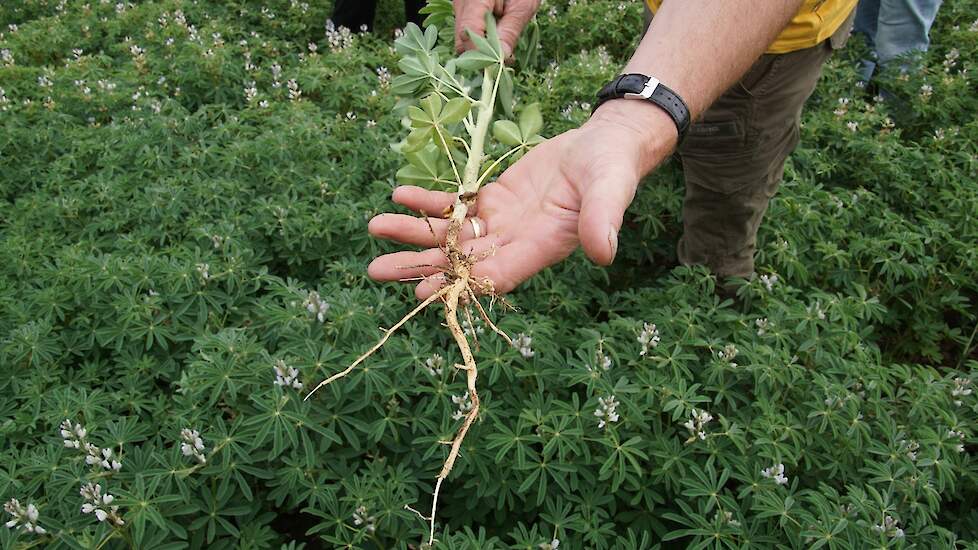 Wortelknolletjes op lupine