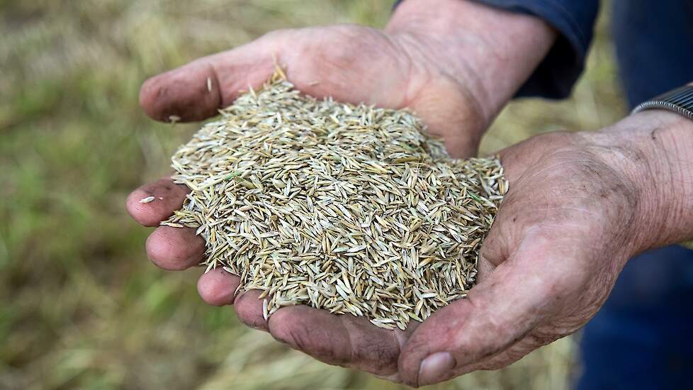 De akkerbouwer is redelijk tevreden over de opbrengst: 1.800 tot 1.900 kg per hectare, is zijn eerste inschatting. De definitieve opbrengstcijfers heeft hij nog niet ontvangen.