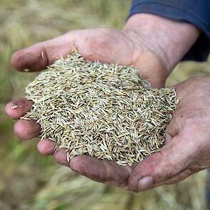 De akkerbouwer is redelijk tevreden over de opbrengst: 1.800 tot 1.900 kg per hectare, is zijn eerste inschatting. De definitieve opbrengstcijfers heeft hij nog niet ontvangen.