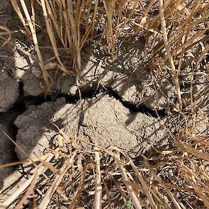 Sinds 10 mei heeft het gebied slechts 25 mm neerslag gehad, waarvan 15 mm binnen een kwartier tijdens een zware bui in juni. Water is hard nodig in het Zeeuwse. „De grond is kurkdroog.” Het thema zoet water staat nu wel op de politieke agenda, constateert