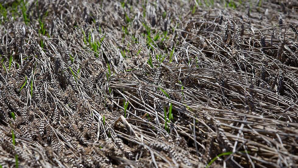 Het probleem lijkt volgens hem erger dan het uiteindelijk was. „Het gras groeide er doorheen. Daardoor lijkt het alsof er veel schot in zit. Maar dit was wel mijn slechtste perceel.”