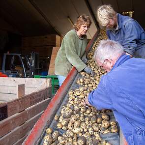 Over de kwaliteit/opbrengst van de aardappelen (consumptie/poot) zegt Rick Stegeman: „De kwaliteit van de aardappels lijkt goed en de opbrengst maar heel gewoon.”