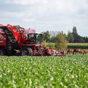 De machine werkt met poetserassen, waardoor de bieten met kop maar zonder groen van het land komen. „Precies zoals de fabriek ze wil hebben.”