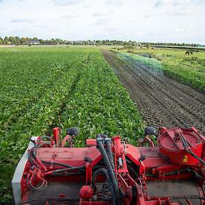 Hermans rooit de bieten in een cirkel van ongeveer 50 km rond Maasbree.