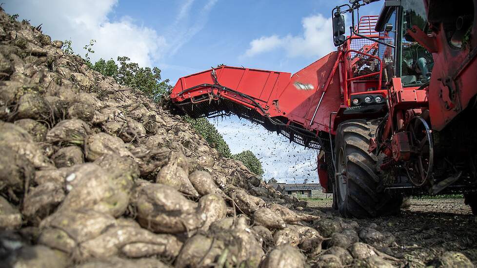 Van de telers waar hij rooit, hoort hij dat de opbrengsten lager zijn dan gehoopt. „De opbrengsten zijn niet zoals ze horen te zijn. De suikergehaltes zijn laag. Bij een late zaai in combinatie met een vroege oogst kom je dan wat tekort.”